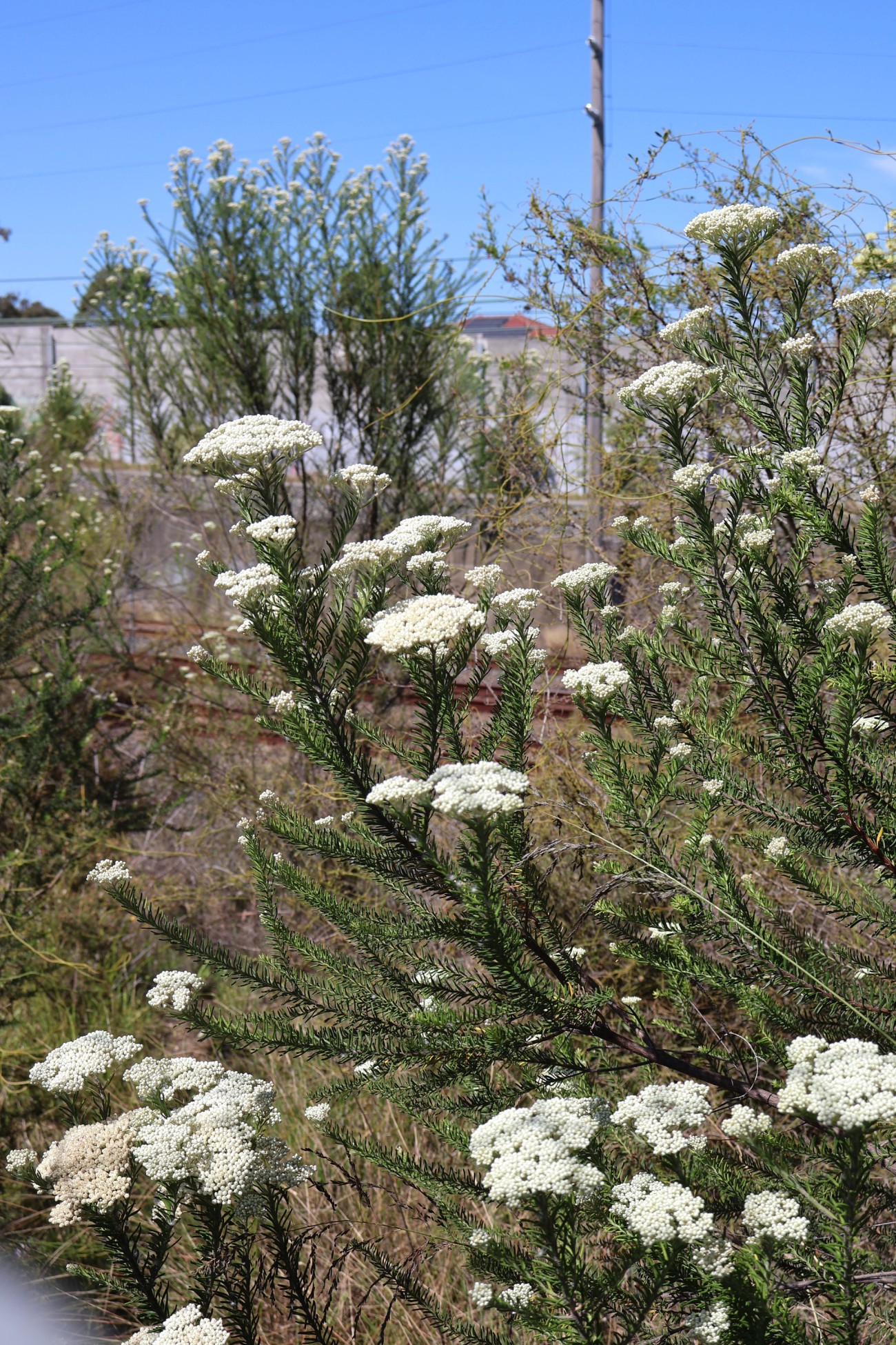 Ozothamanus diosmifolia flower