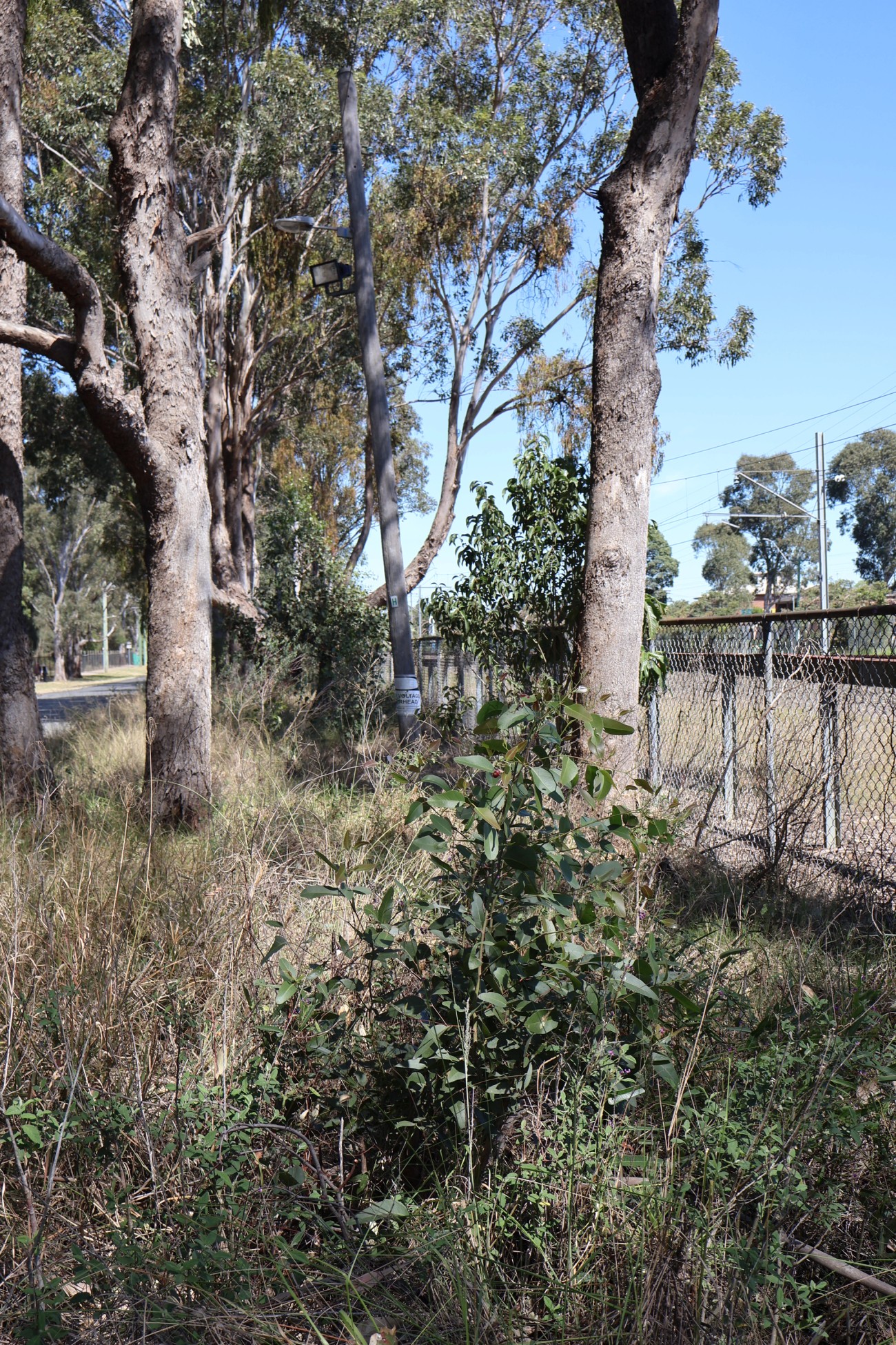  Eucalyptus moluccana