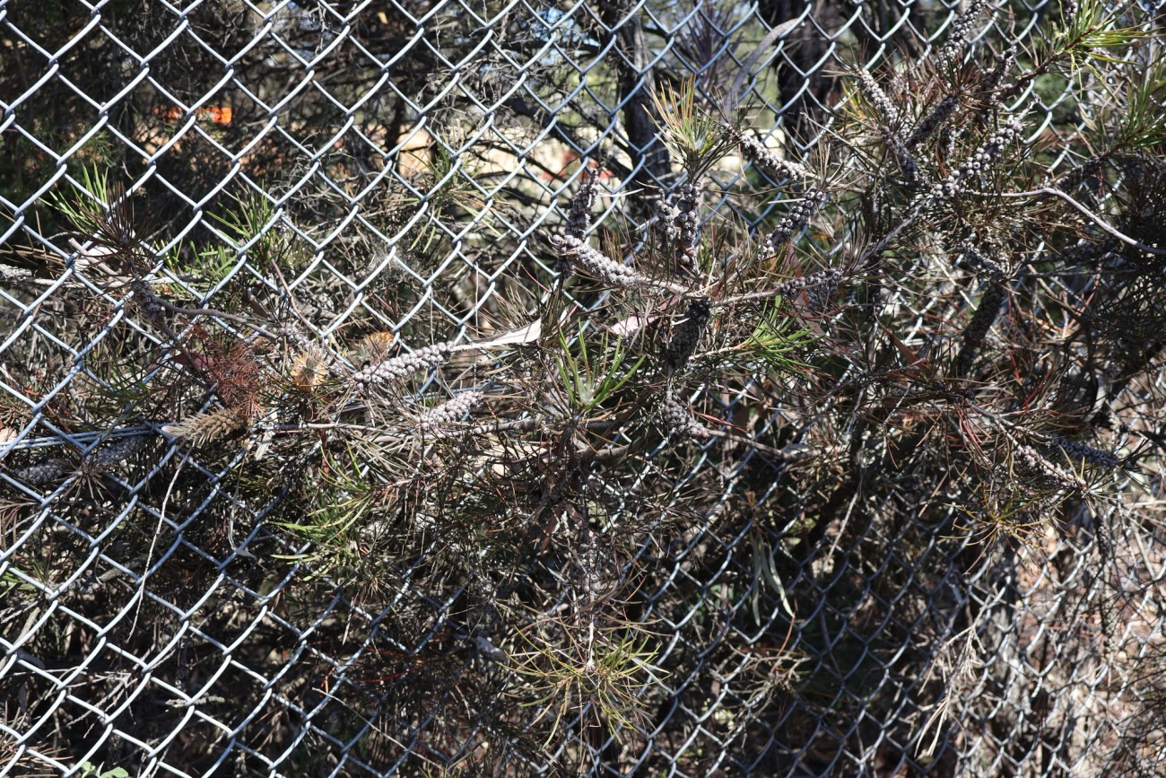 Callistemon linearis