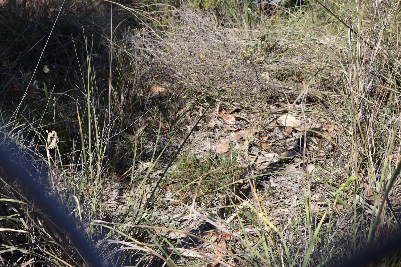 Astroloma humifusum