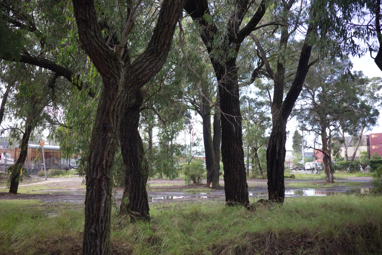 Eucalyptus sideroxylon [Truck stop]