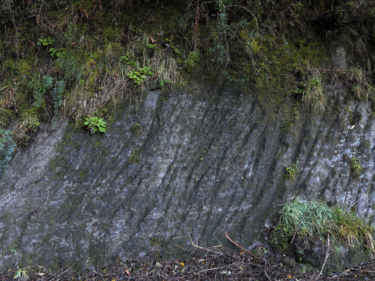 Puhaureroa -Senecio rufiglandulosu on a road cut in central north island, Aoteroa