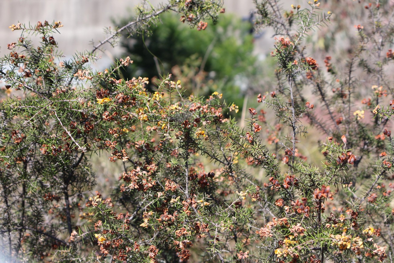 Dillwynia sieberi