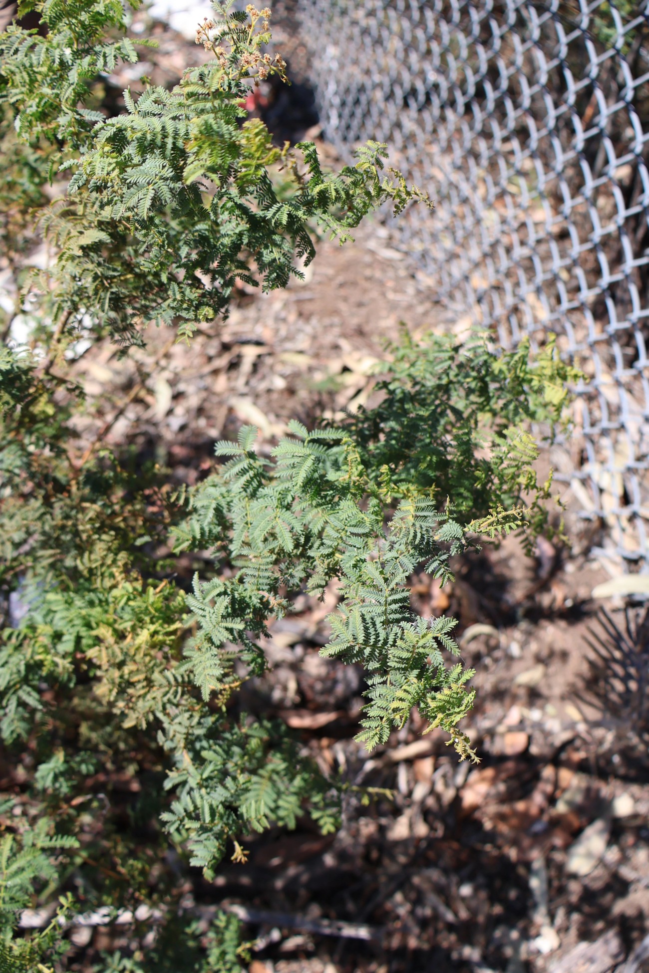 Acacia pubescens foliage