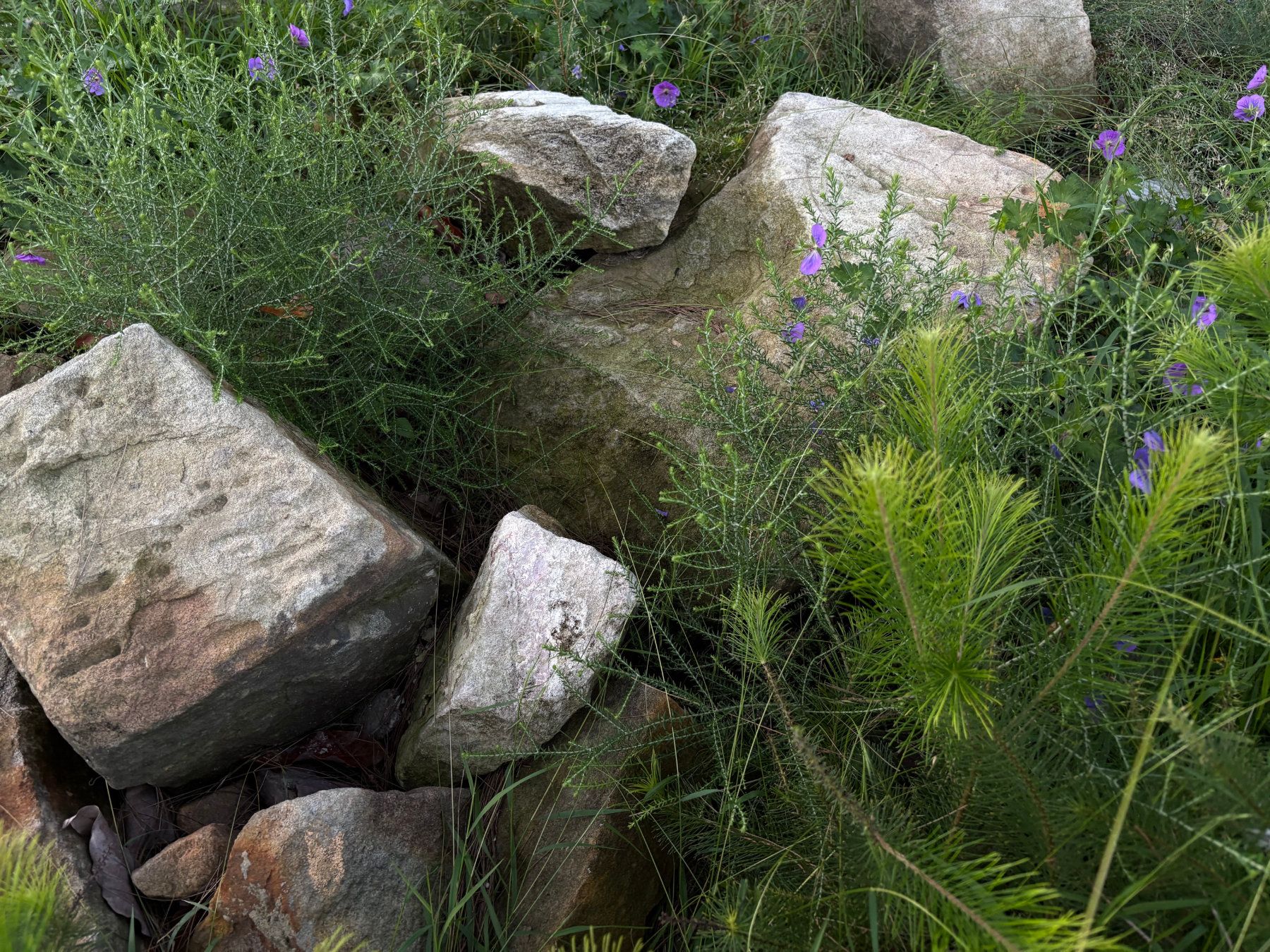 ROCK GARDEN
