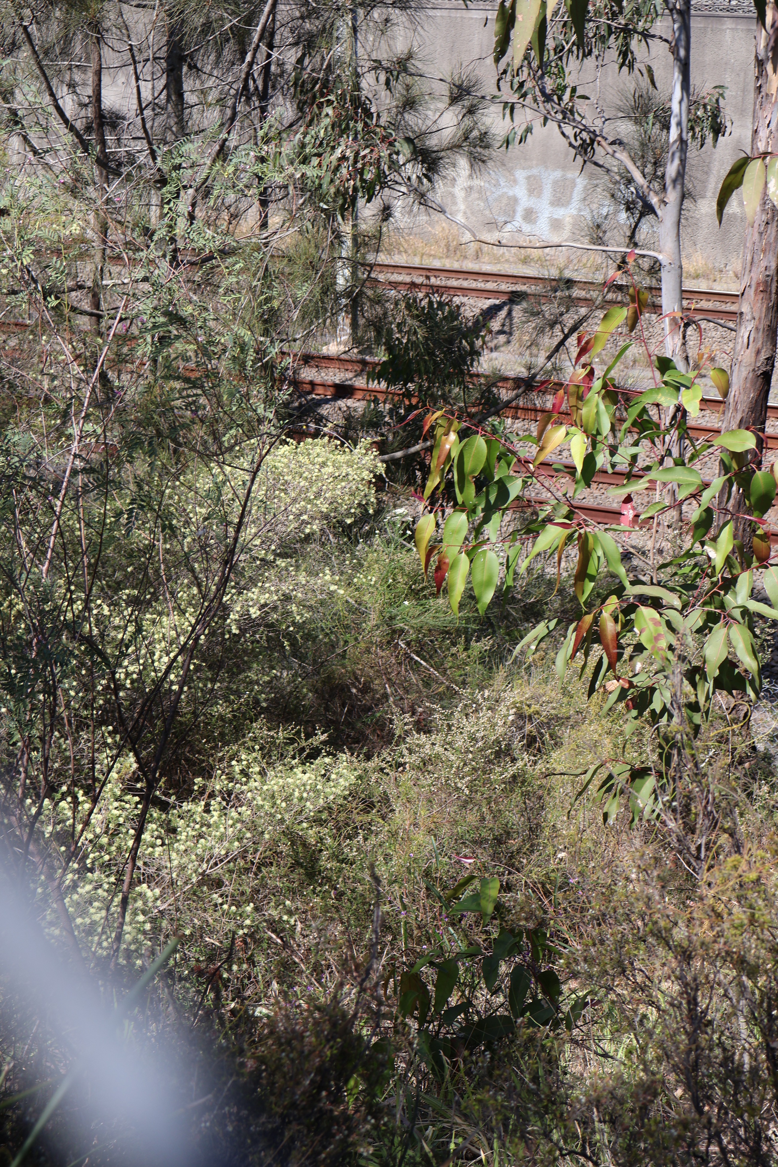 Allocasuarina littoralis, Melaleuca nodosa, Indigofera australis, Lissanthe strigosa, Ozothamnus diosmifolia