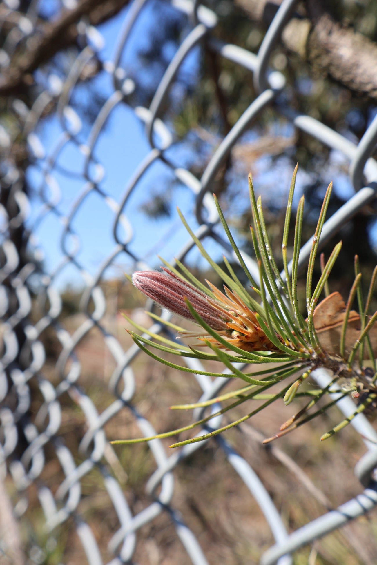 Callistemon linearis foliage