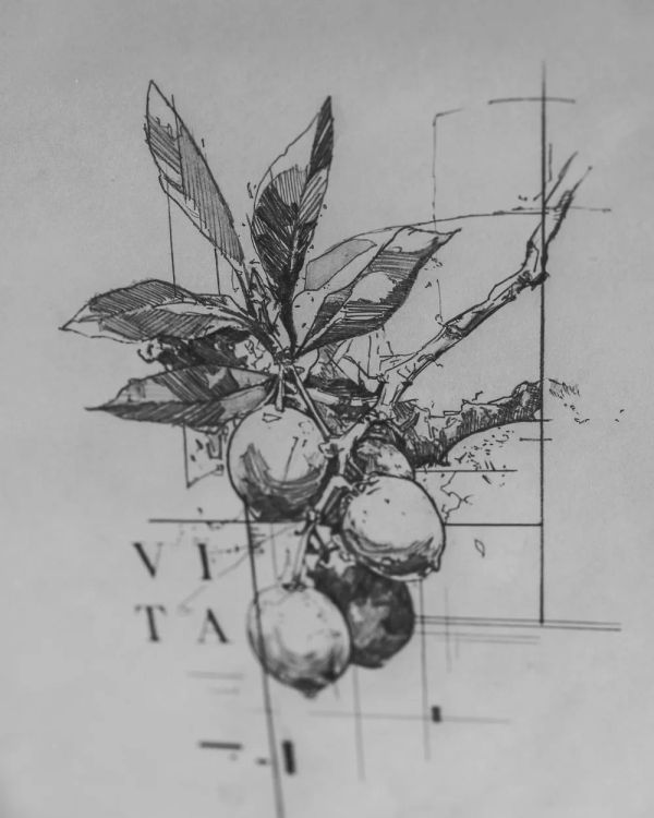 botanical, fruit, leaves, branch