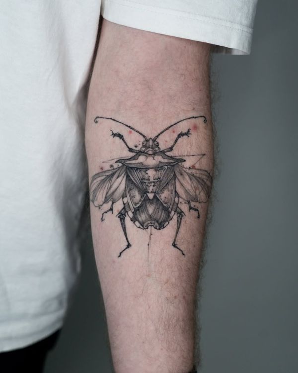 Beetle, Insect