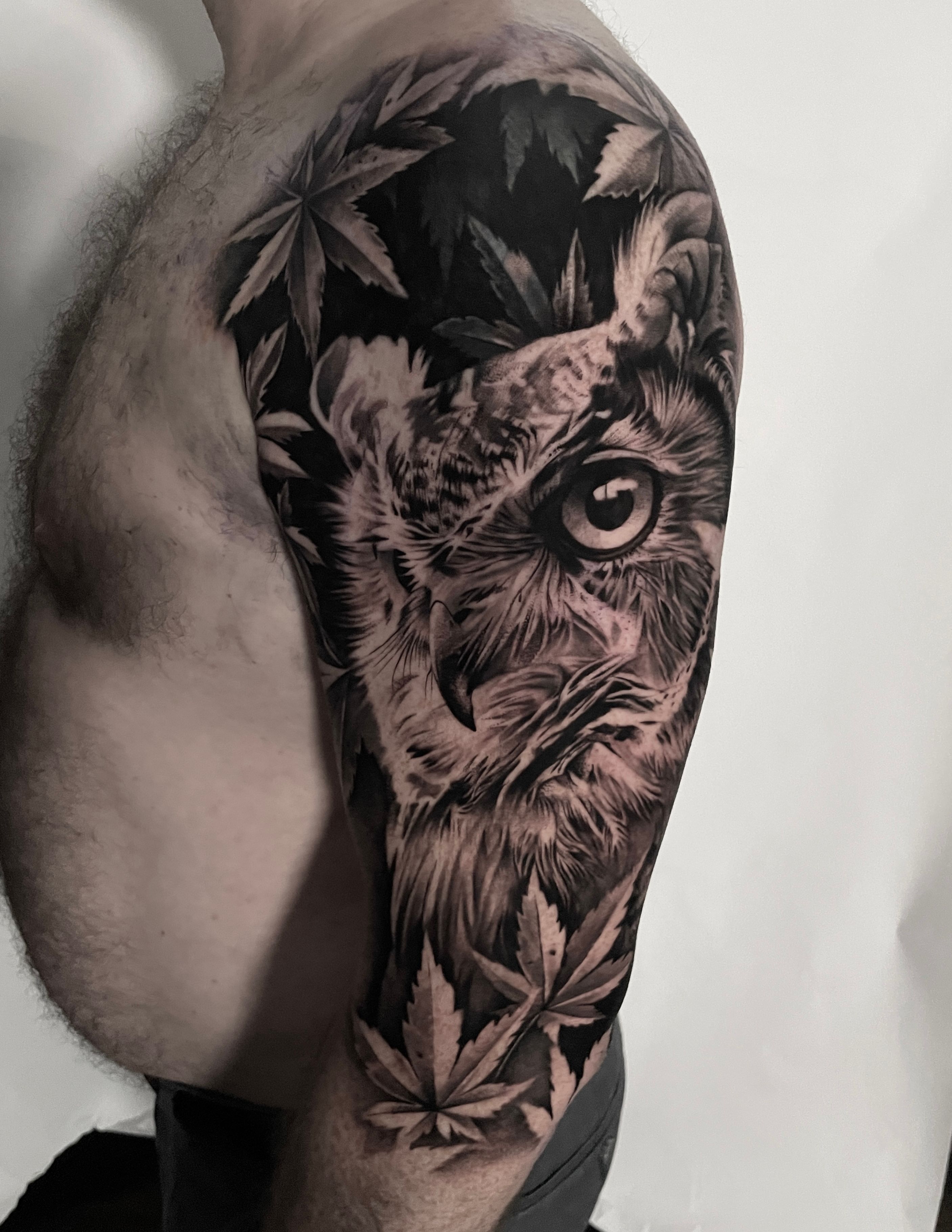 Owl,Leaves