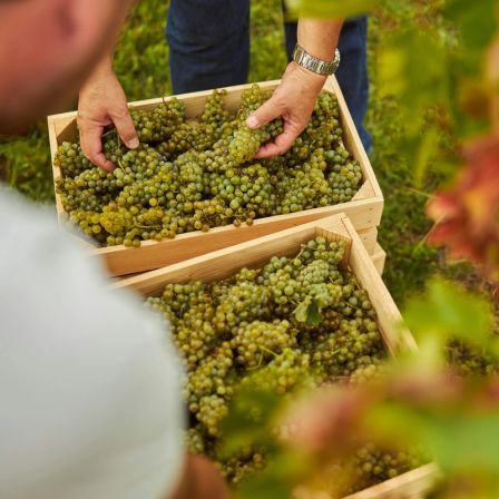 Isn’t all wine natural? The myths and misconceptions of the natural wine world