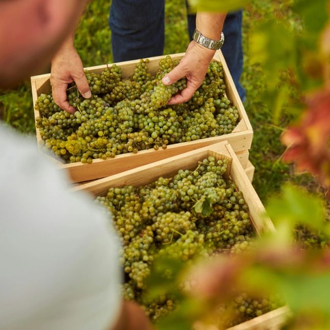 Isn’t all wine natural? The myths and misconceptions of the natural wine world