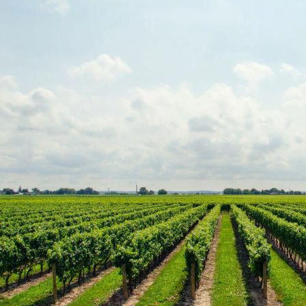 What Wine Should You be Buying in 2023?