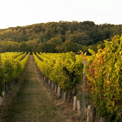 English sparkling is now more like Champagne than Champagne