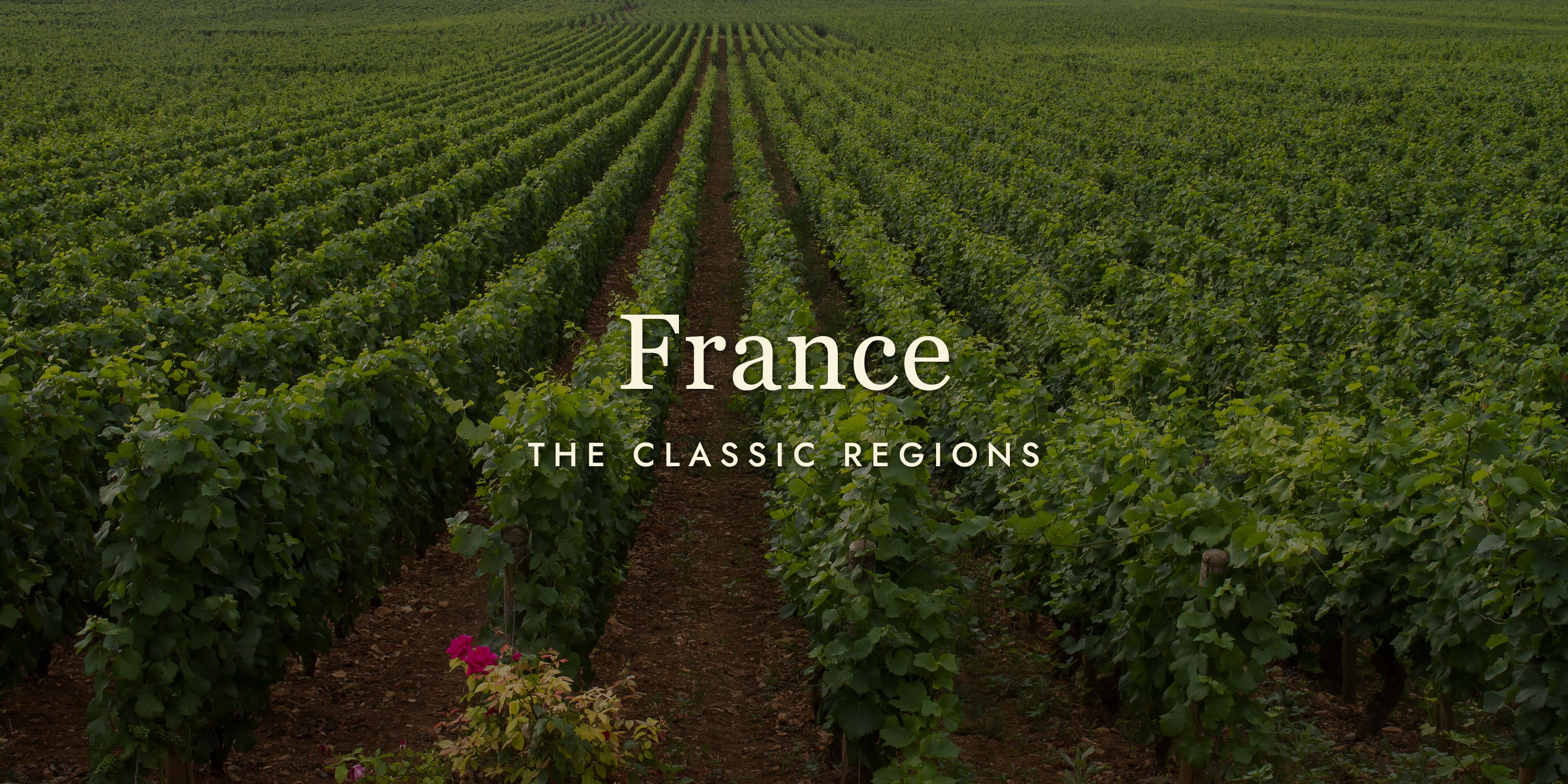 France in a Glass: A Cheat Sheet to the Classic Wine Regions