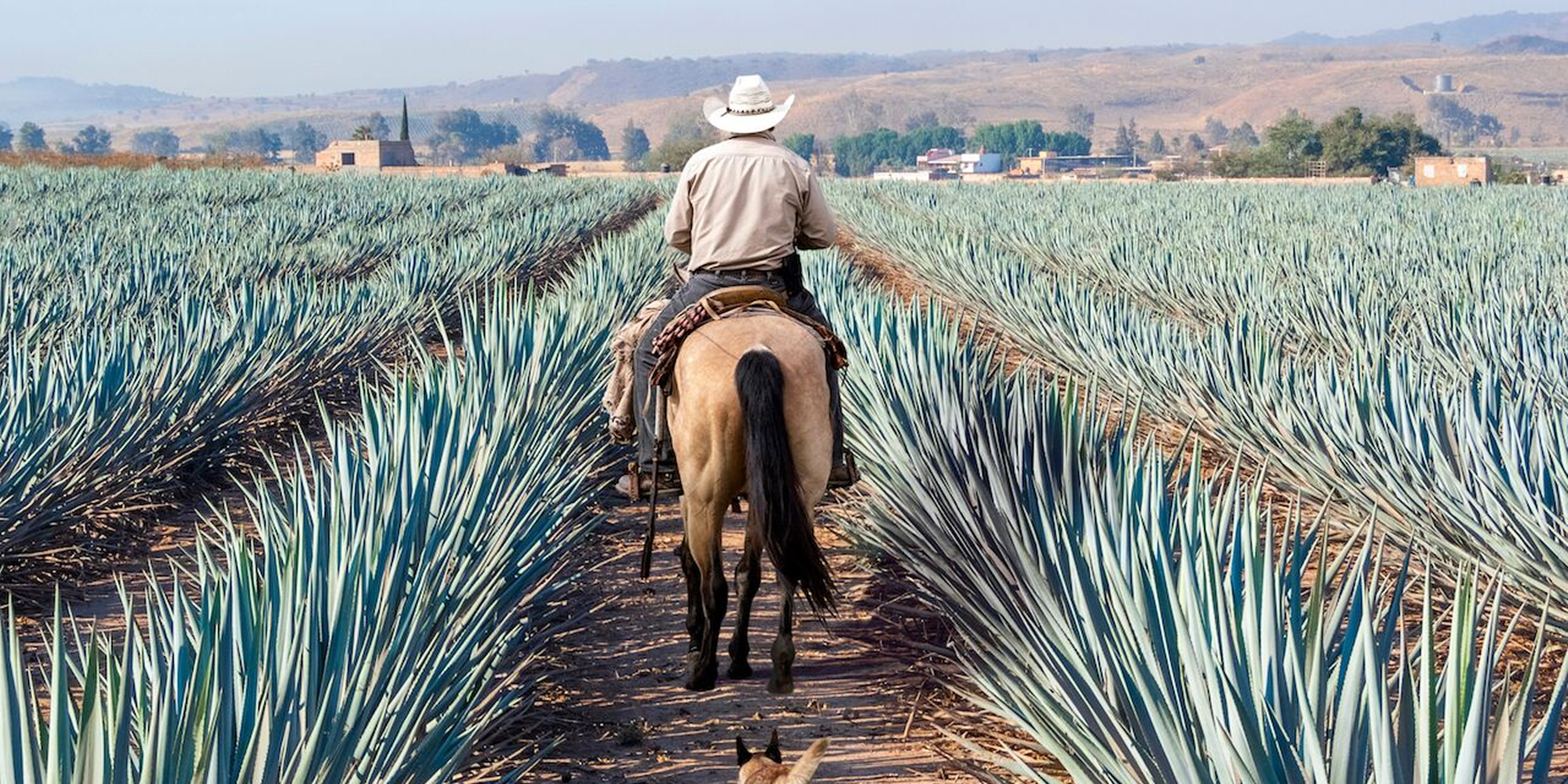 Blanco, reposado, añejo: tequila decoded