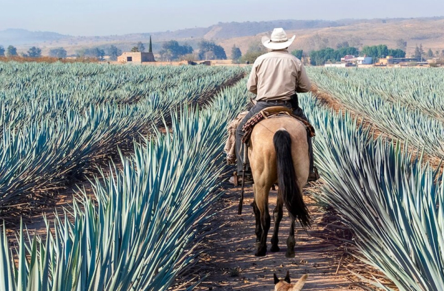 Blanco, reposado, añejo: tequila decoded