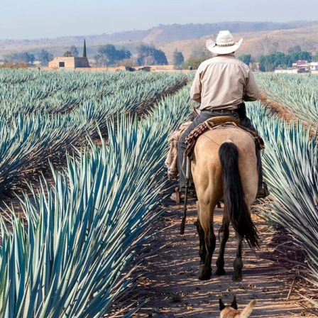 Blanco, reposado, añejo: tequila decoded