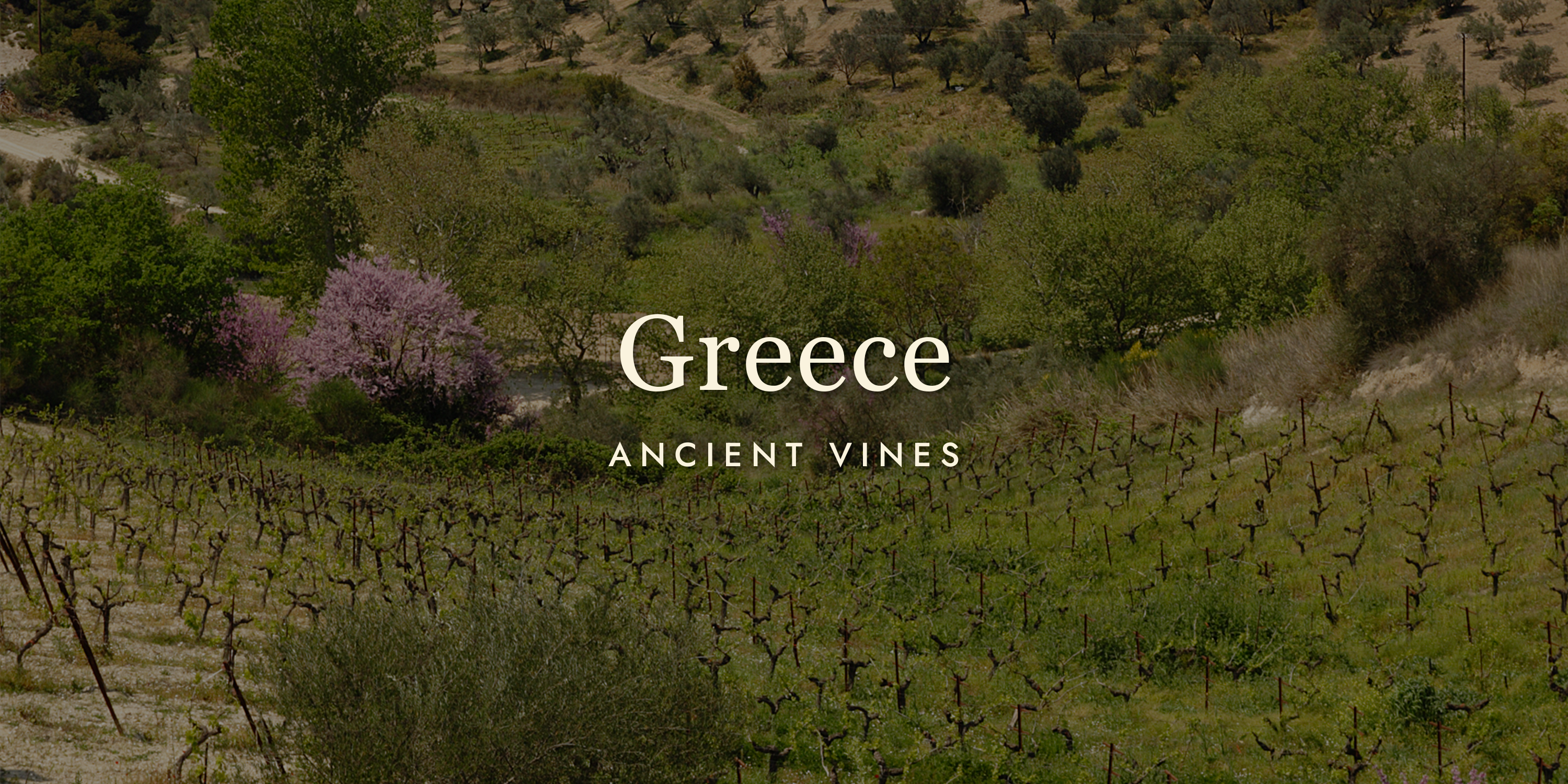 Greek Wine: Ancient Vines, Modern Revelations