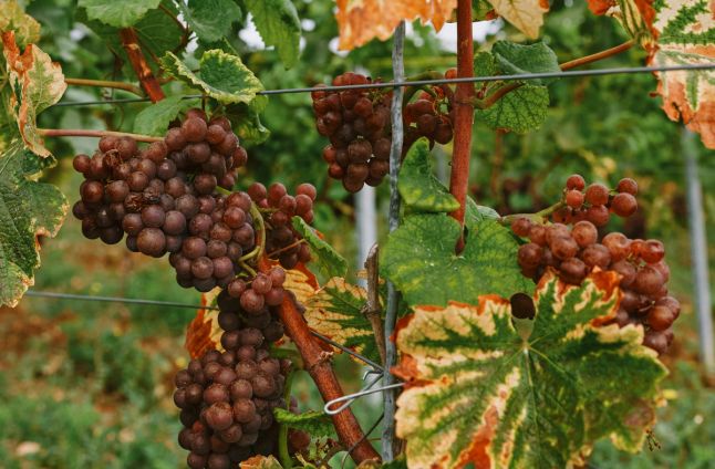 Jacob’s Creek for £30? Inside the new Indian Wine Boom