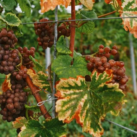 Jacob’s Creek for £30? Inside the new Indian Wine Boom