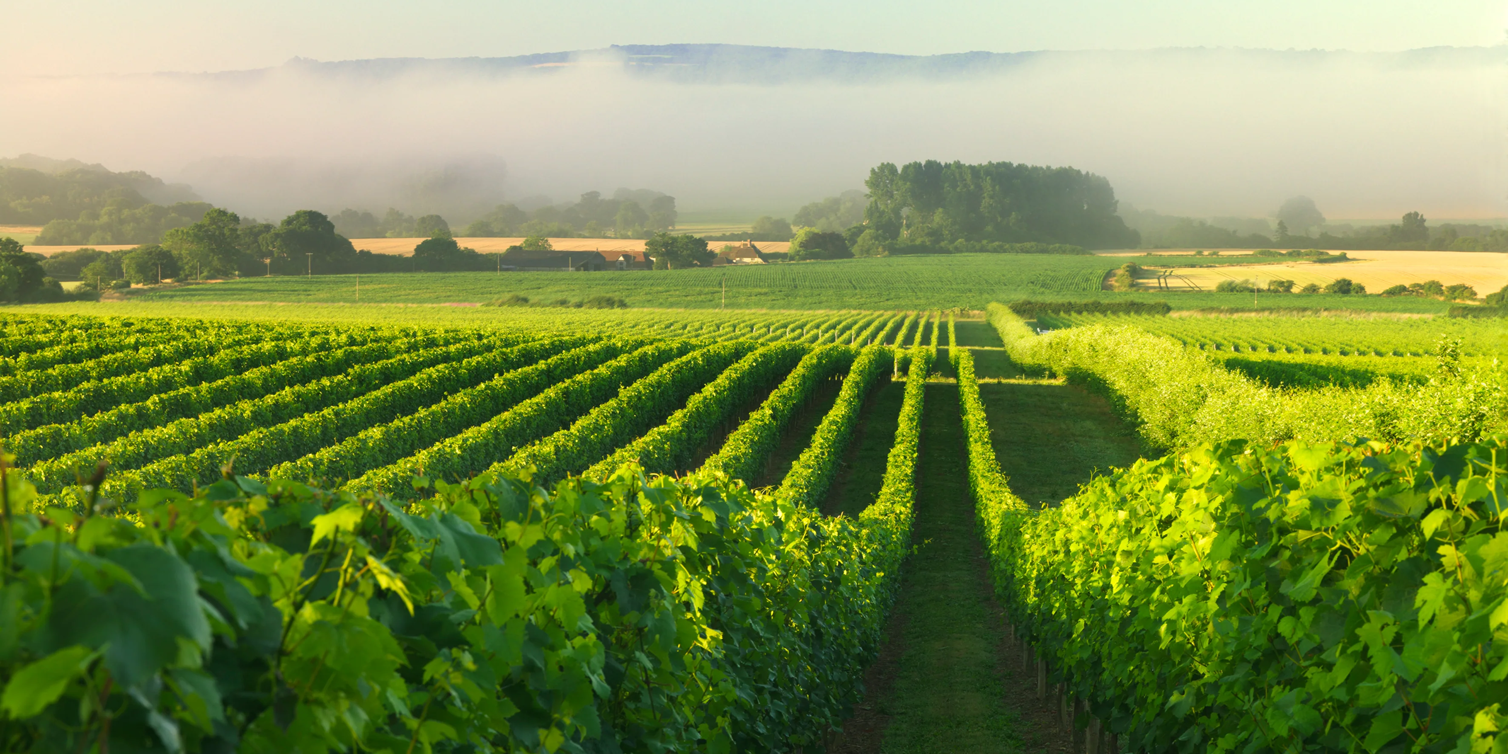 Nyetimber: how England learned to beat Champagne