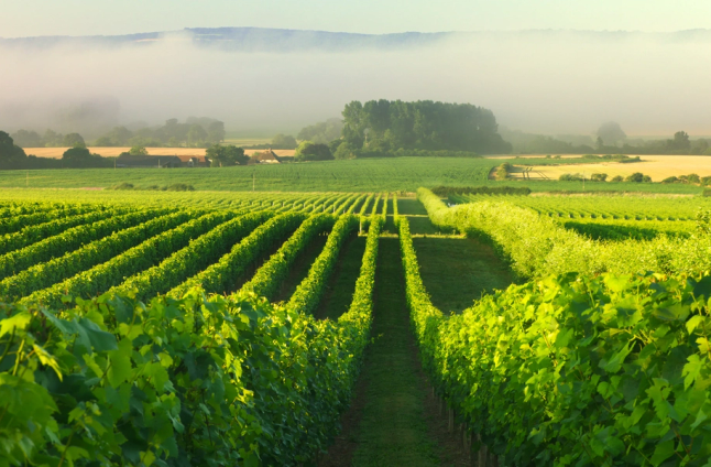 Nyetimber: how England learned to beat Champagne