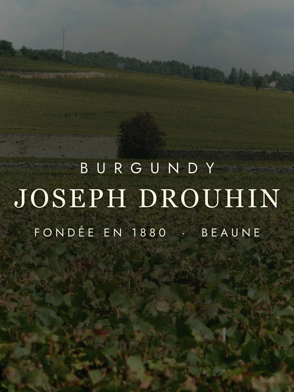 Joseph Drouhin: Burgundy's Quiet Genius