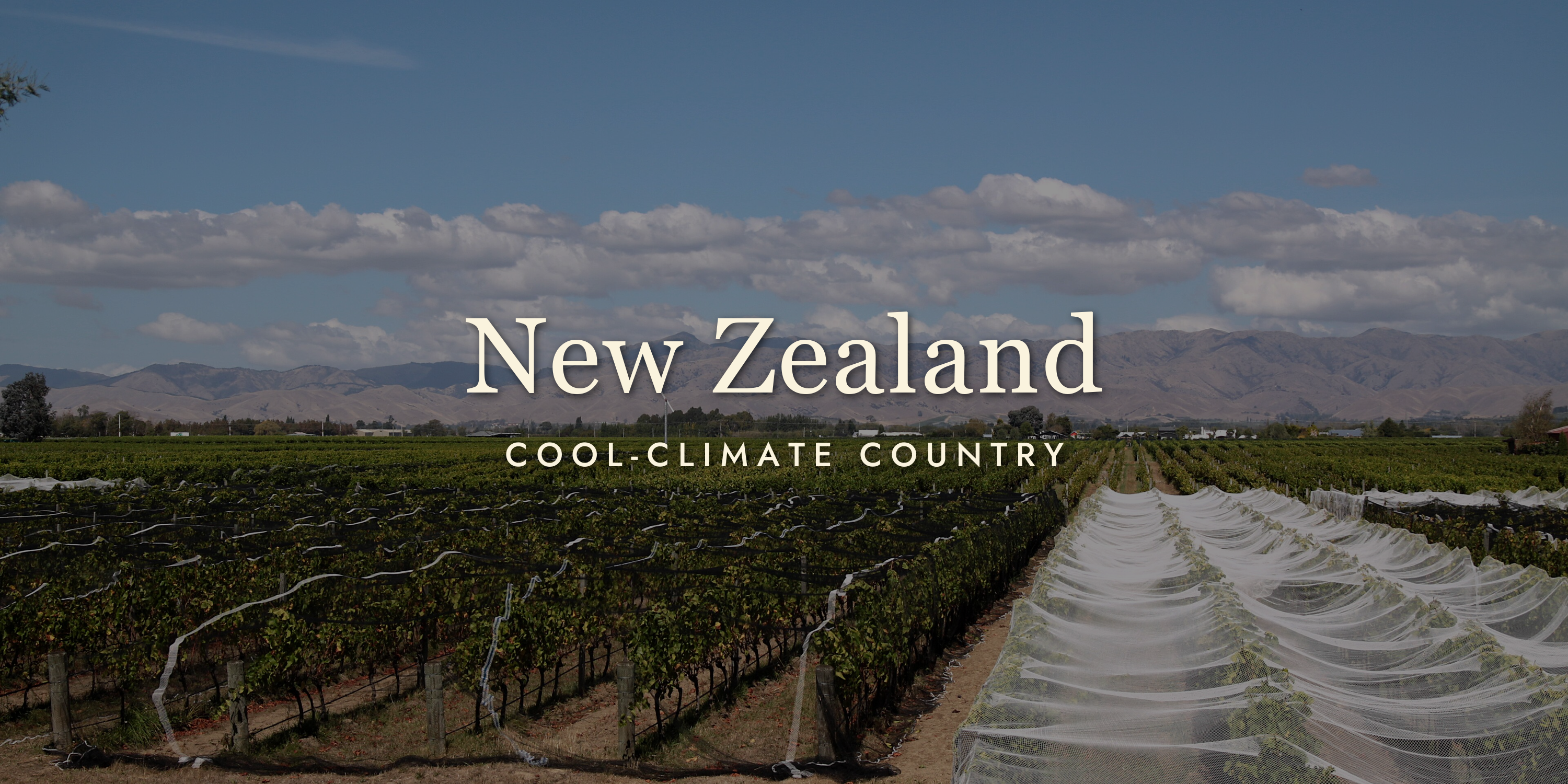 New Zealand Wine: More Than Just Sauvignon Blanc