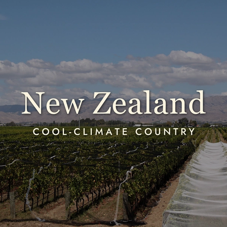New Zealand Wine: More Than Just Sauvignon Blanc