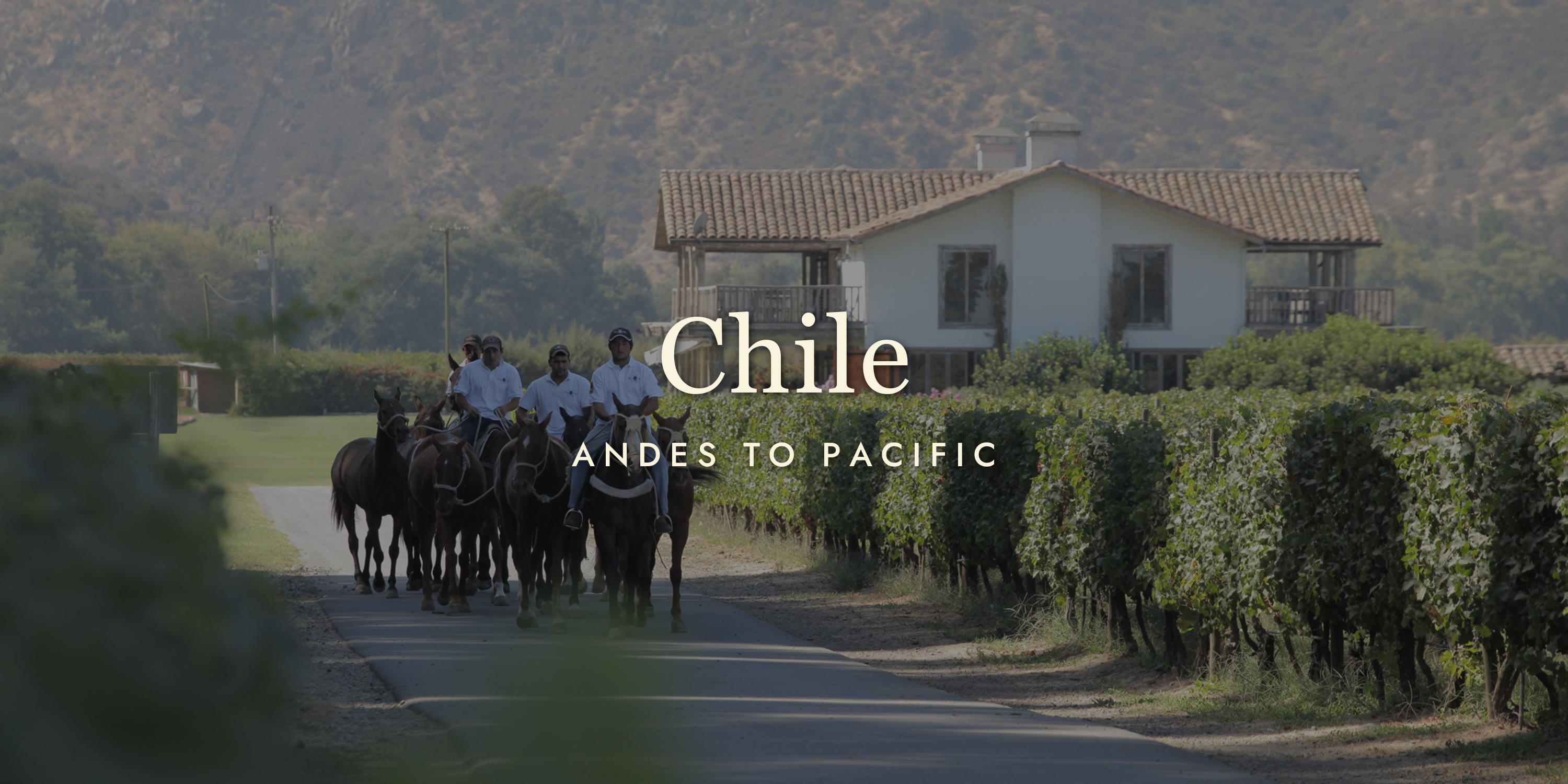Chilean Wine: Big Value, Bigger Ambitions