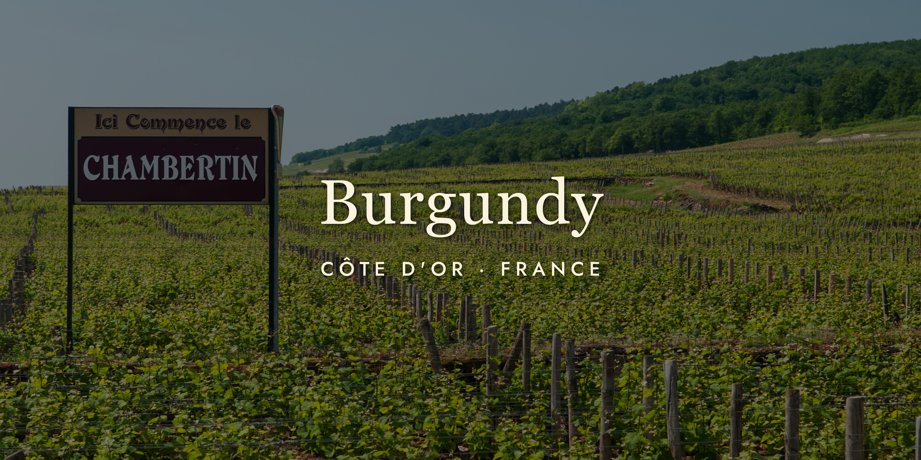 Burgundy Wine: A Guide for the Curious (and Thirsty)