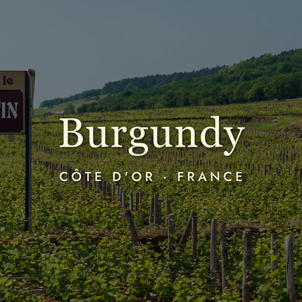 Burgundy Wine: A Guide for the Curious (and Thirsty)