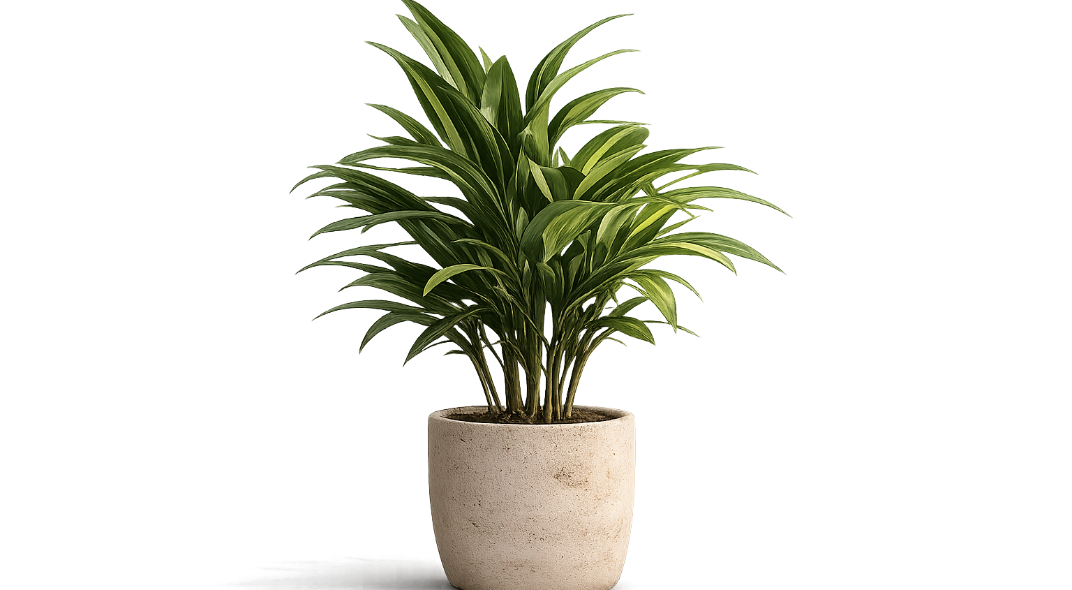 Dracaena plant in beige minimalist planter