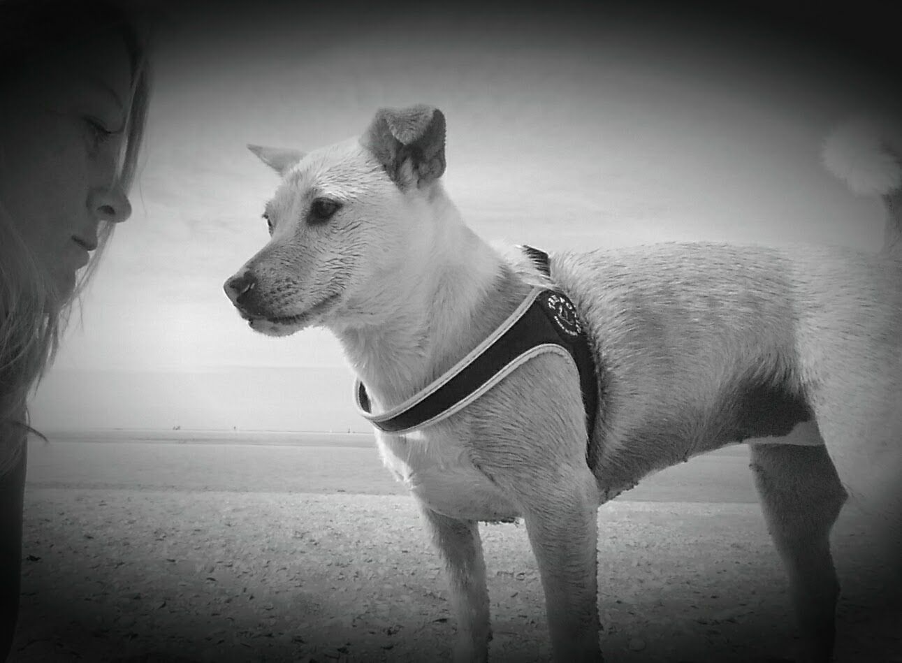 Shiba Inu dog walking on Kijkduin beach Netherlands