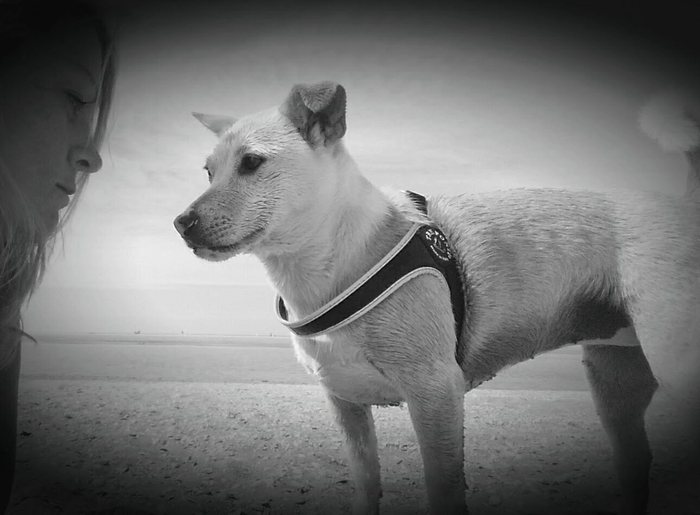 Shiba Inu dog walking on Kijkduin beach Netherlands