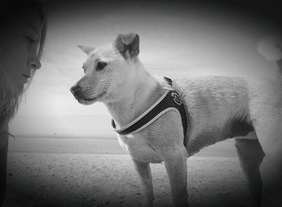 Shiba Inu dog walking on Kijkduin beach Netherlands