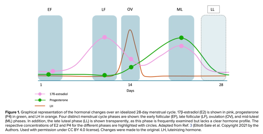 Schematic estradiol, progesterone and luteinizing hormone patterns across a 28-day menstrual cycle, with cycle phases marked.