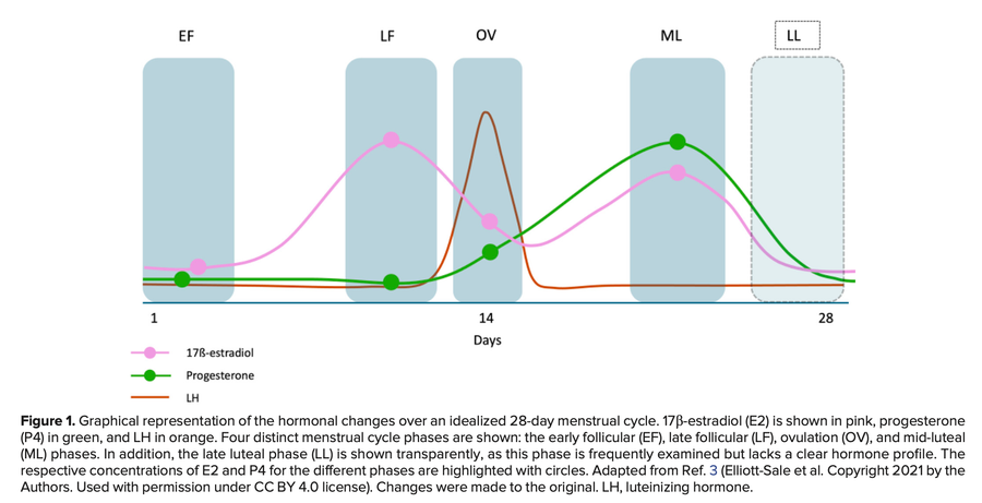 Schematic estradiol, progesterone and luteinizing hormone patterns across a 28-day menstrual cycle, with cycle phases marked.