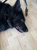 Aira Wolf lying on the floor in front of the chair, looking confused