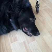 Aira Wolf lying on the floor in front of the chair, looking confused