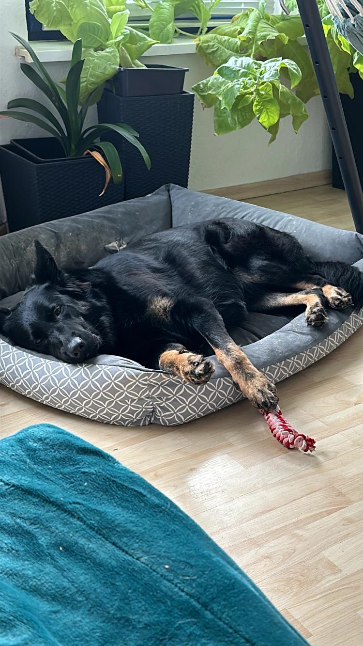 A German shepherd dog lying in bed, sad and awake.