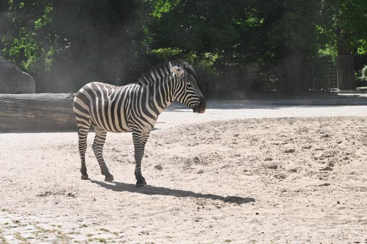 A zebra standing around confused in the Berlin Zoo.