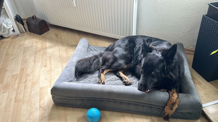 My dog Aira lying in her bed, surrounded by her shedded hair, looking guilty.