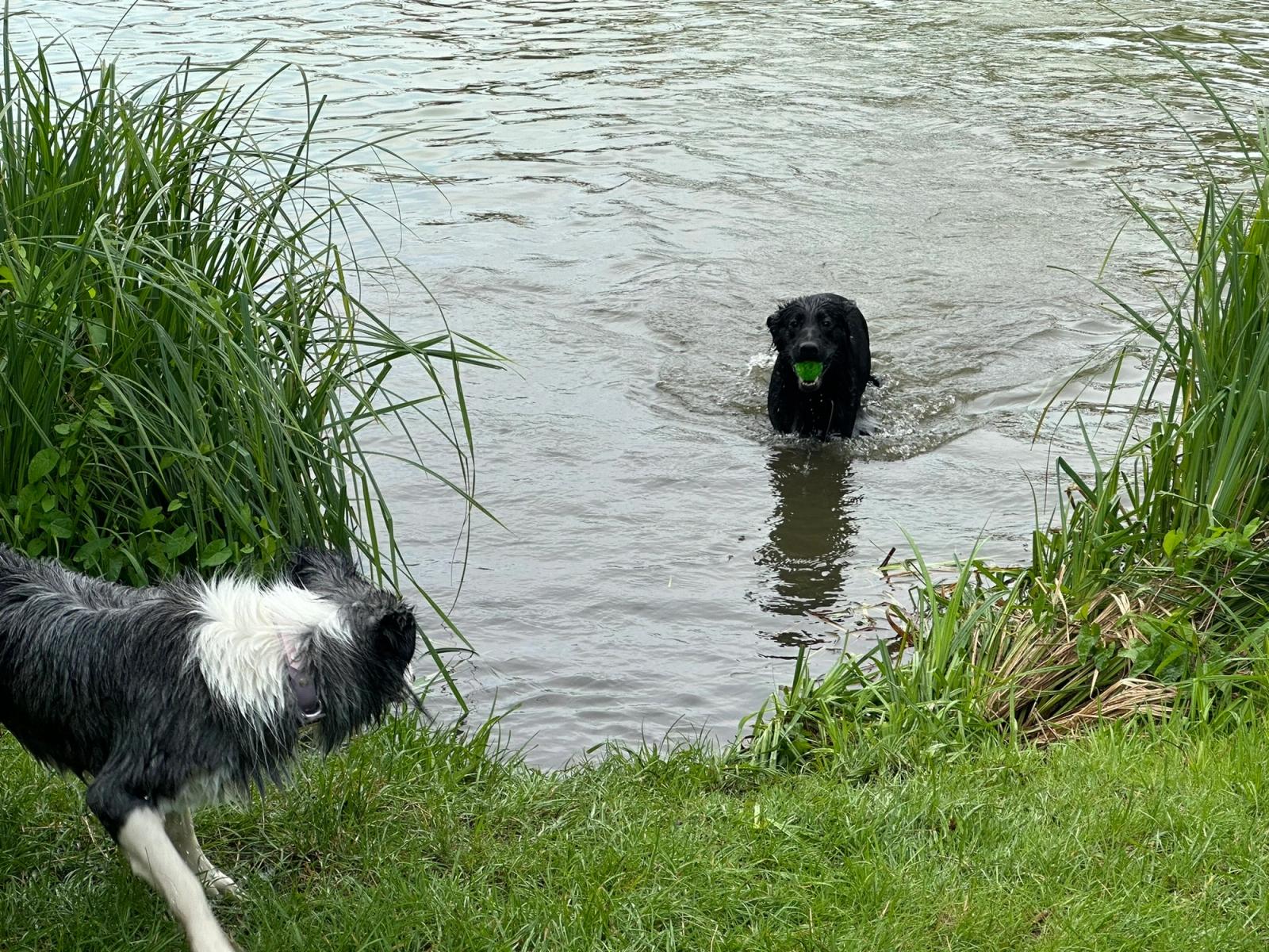A border collie waiting behind watergrass to ambush a German shepherd with a toy coming out of the lake