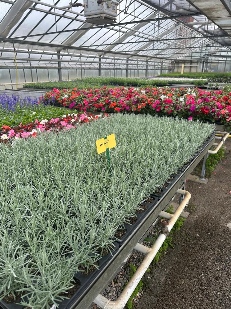 A collection of flower pots in a greehouse marked with a sign that says "experiment"