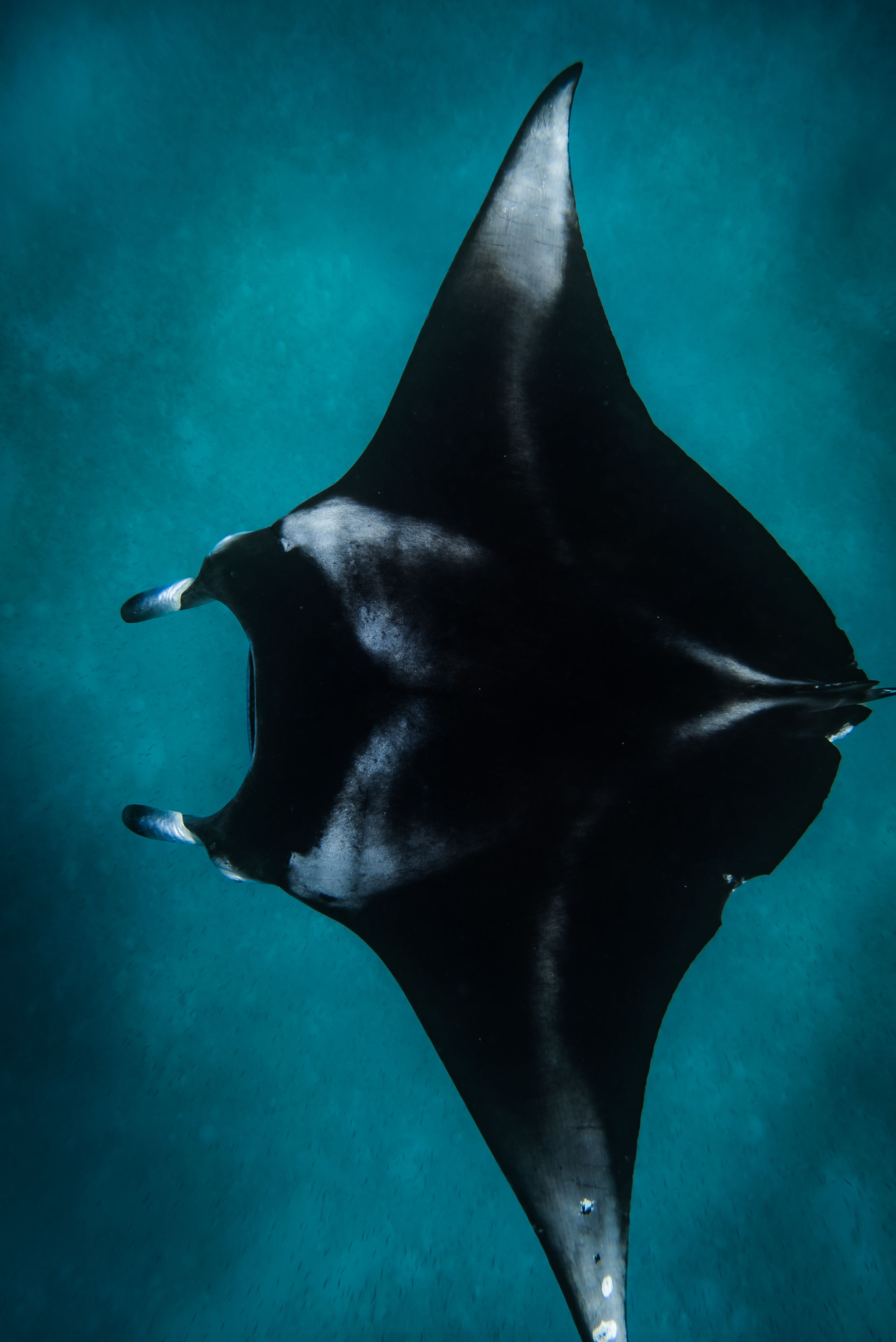 Reef Manta Ray