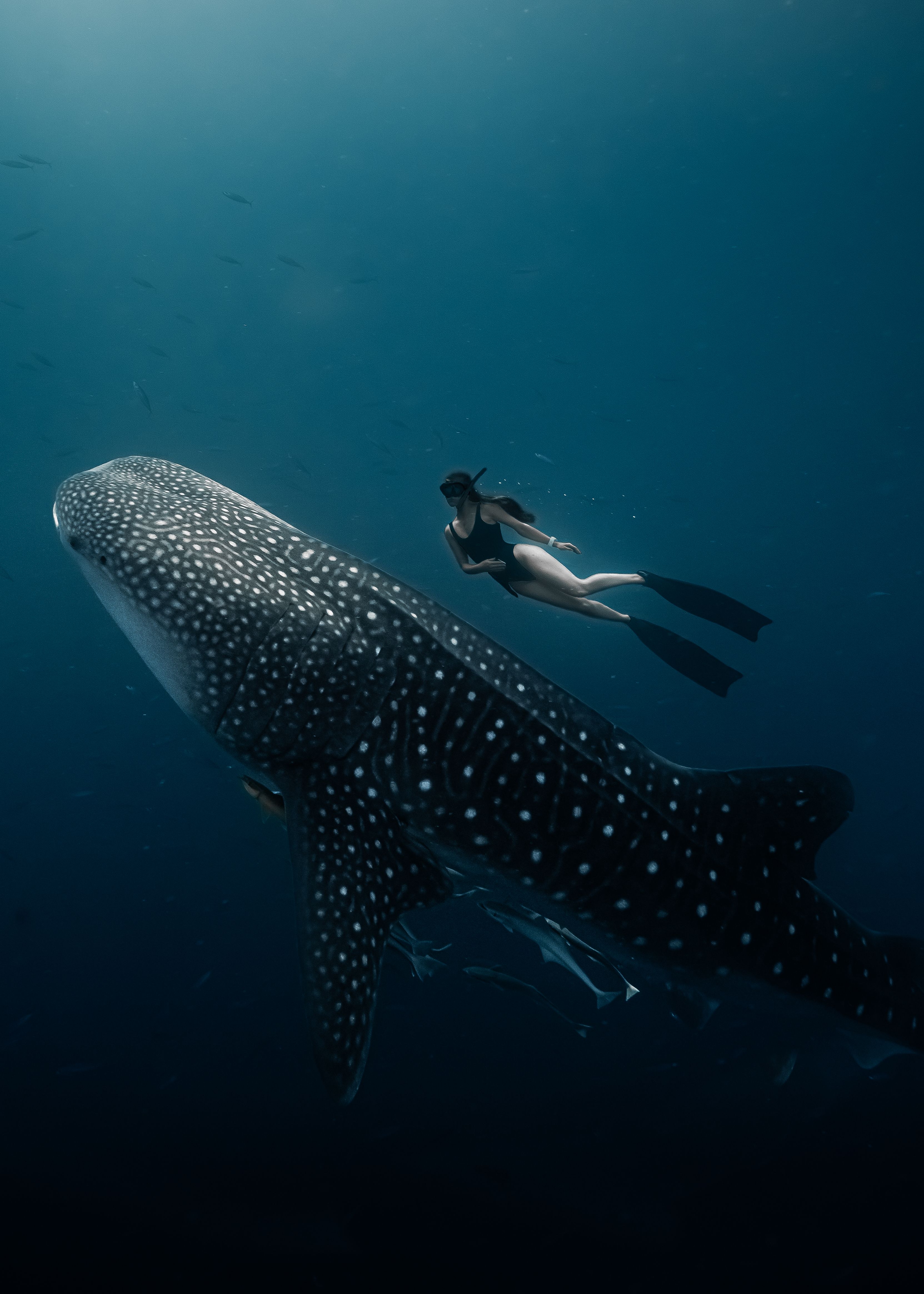 Whaleshark