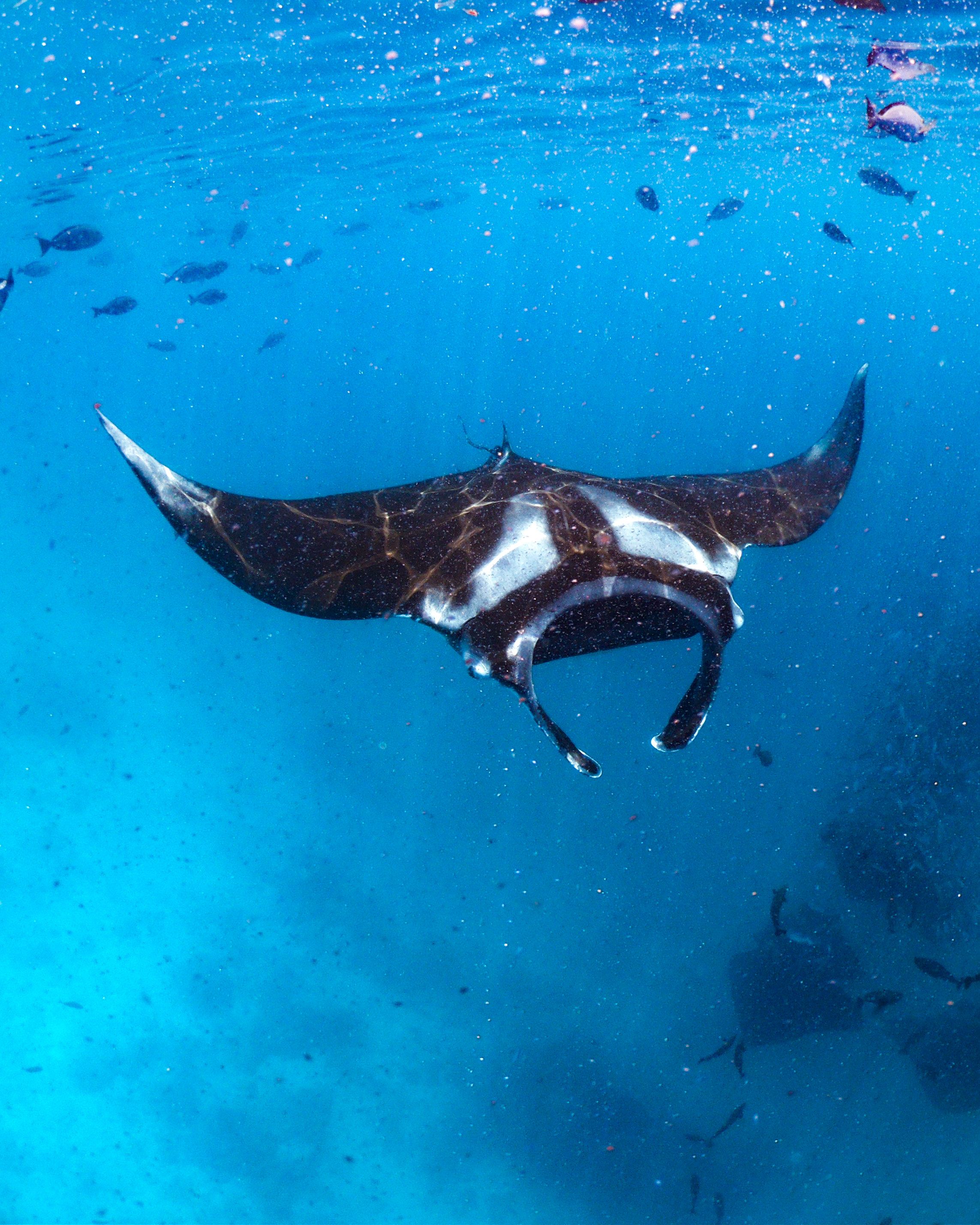 Oceanic Manta
