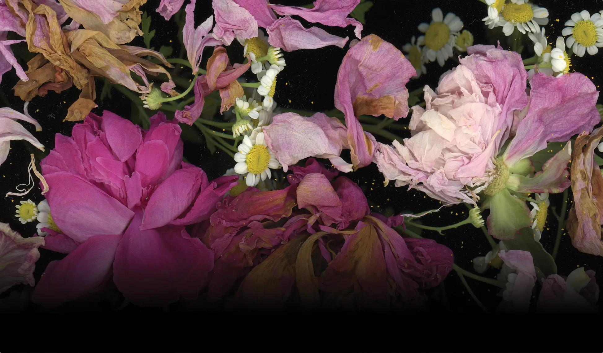 The Garden Floor, Grace Sinclair